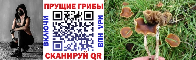 где купить наркоту  Суворов  Галлюциногенные грибы GOLDEN TEACHER 
